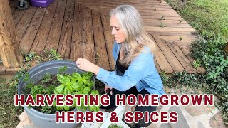 Harvesting Homegrown Herbs \u0026 Spices