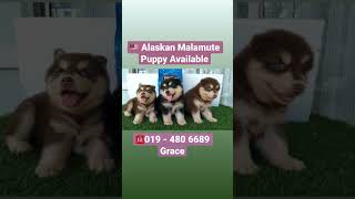 019 - 480 6689 Grace. Alaskan Malamute Puppy Available @ Malaysia. Female puppy. 2 month old