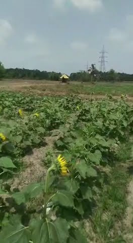 Sunflower рџњ Shorts Youtube