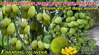 Vietnam super early jack fruit farming in india//(baramasi) full information and A to Z details.