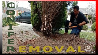 Conifer Removal