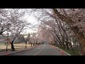 순천향대학교 벚꽃 soonchunhyang university ‎cherry blossom