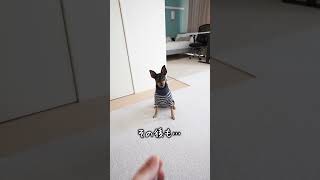 はじめてボーロキャッチに挑戦してみたら…【ひとり暮らしと犬】pet #shorts