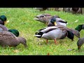 mallards munching delightful ducks dining by the pond 4k