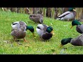 mallards munching delightful ducks dining by the pond 4k