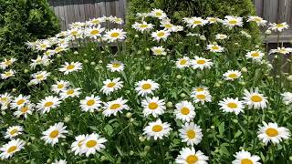 Shasta Daisy In Full Bloom