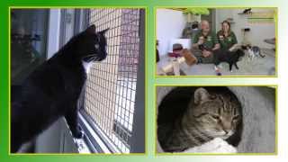 Katzenvermittlung - August/September 2013 (Tierheim Hannover TV)