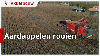 Aardappelen rooien onder natte omstandigheden