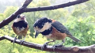 野鳥のSOS！豪雨が続き困り果てているヤマガラの親鳥