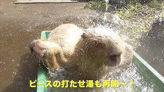 湯浴みシーズン到来！　大宮公園のカピバラたち