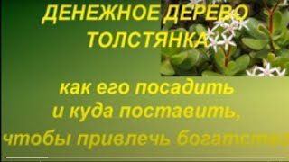 Денежное дерево  / Толстянка  . Как его посадить  и куда поставить чтобы привлечь богатство ...