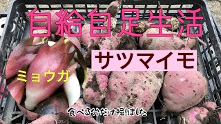 田舎暮らしの日常　自給自足生活　サツマイモ、茗荷収穫　大根撒く　飛騨の山奥での生活