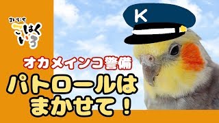 わが家の小さな警備員オカメインコこはくCockatiel Kohakuchan