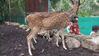 Deers in Deer Park | Sogala Someshwara Temple | Hill Top