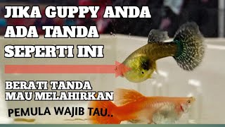 CIRI CIRI BETINA GUPPY HAMIL DAN MAU BERANAK PEMULA WAJIB TAHU