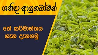 Shanida ayubowan | ශනිදා ආයුබෝවන්  - තේ කර්මාන්තය ගැන දැනගමු  | 2022-12-10 |Rupavahini