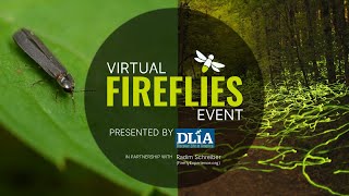 Second annual Virtual Fireflies Event presented by Discover Life in America