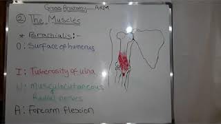 Gross Anatomy of the Arm