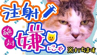 【病と生きる猫たち⑥】点滴いやーー！！な花子師匠とパカ美さん😊