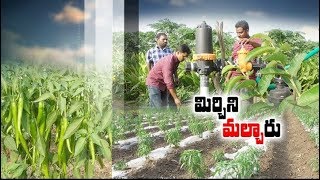 Jaikisan AP | 14th Jan 20' | మిరప తోటలో మల్చింగ్ విధానం