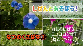 自然と遊ぼう！夏の草花②おしろいばな、エノコログサ