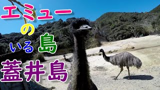 山口県下関市 エミューのいる島、蓋井島に行ってみた。