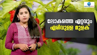 Ghost Pepper | ലോകത്ത് തന്നെ ഏറ്റവും എരിവുള്ള മുളക് എന്നൊരു വിഭാഗമുണ്ട് . അതാണ് ഭൂത് ജൊലോക്കിയ