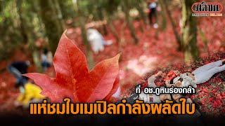 แห่ชมใบเมเปิลเปลี่ยนสีที่ อช.ภูหินร่องกล้า พิษณุโลก: Matichon Online