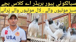 سیالکوٹی موتیوں والے نایاب کوالٹی پیور بریڈر بچے فار سیل ۔