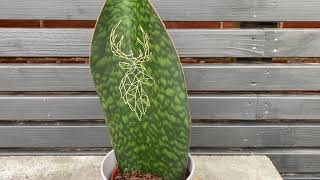 40cm Whale Fin Stag | Sansevieria Masoniana Victoria | House Plant | 17cm pot | 40cm Height