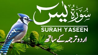 Surah Yaseen Urdu Tarjuma ke Sath || Episode 348