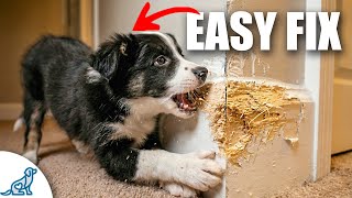Stop Your Puppy From Chewing EVERYTHING - Teach THIS Instead!