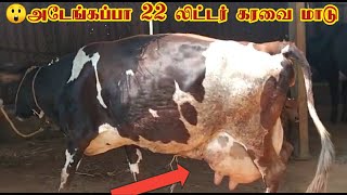 22 லிட்டர் கரவையில் அட்டகாசமான இரண்டு மாடுகள் விற்பனை