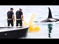 Por Eso Las Orcas Han Dejado De Atacar A Las Embarcaciones Humanas