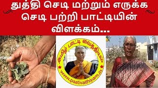 துத்தி செடி மற்றும் எருக்க செடி பற்றி பாட்டியின் விளக்கம்... Benefits of Thuthi and Erukka Plant