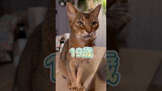 19歳のまな猫 #shorts #猫動画 #アビシニアン #cat #まな猫