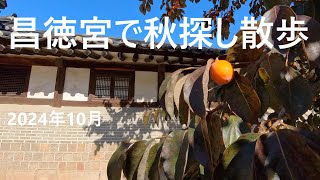 [ 韓国Vlog ]昌徳宮の秋を探して