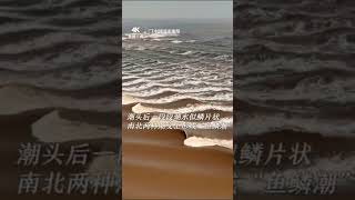 潮水相交，合二为一，快看#央视新闻4K 航拍镜头下的钱塘江大潮。