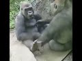 Gorillerin mizah anlayışı asjfnjsdnfs