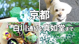 京都🐕新緑と紫陽花の真如堂と周辺グルメ🐕白川通りを歩いて真如堂へまで/ 京都旅行 / 京都グルメ / 京都観光