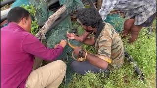 Rescued Rat Snake from Net/ వలలో పడిన జెర్రిపోతు పామును కాపాడుట.