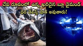 Why Bluefin Tuna Is So Expensive:  ఈ చేప ముక్క చిన్నది తినాలన్నా కోటీశ్వరుడై ఉండాలి, నమ్మలేని నిజాలు