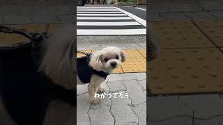 がんばってるあなたへ犬より【関西弁でしゃべる犬】From a dog to you who are working hard＃508#笑顔 ＃休息＃息抜き