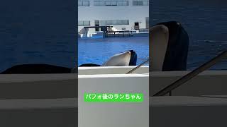 パフォ後のランちゃん　2025.2.26 11:55 #神戸須磨シーワールド#オルカ#orca#ラン#Ran#無断転載禁止