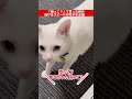 『抱っこする？』て言った時の逃げるスピードが早すぎる猫　　 shorts cat 猫 白猫 保護猫 デブ猫