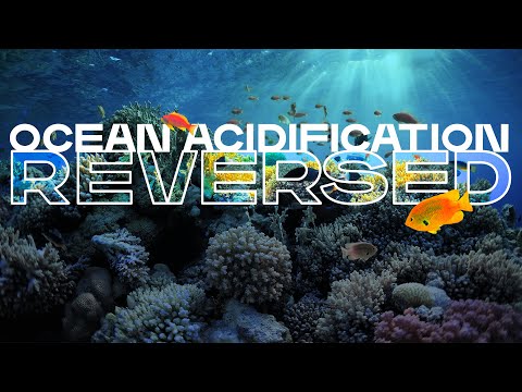 Can you reverse ocean acidification?