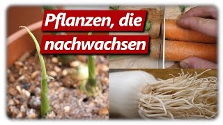 Regrowing mit Gemüse Resten | Einpflanzen nicht Wegwerfen?