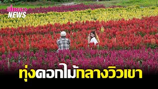 Six flowers Garden เปิดฤดูเที่ยวต้อนรับลมหนาว ชวนเซลฟี่ประตูบาหลีล้านนา @local-news