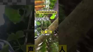 7月8日，云南昆明，许巍演唱会小伙听上头爬树观看被特警带离教育，当事人：希望大家注意安全别模仿。视频来源：HeyDOU