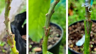 Reed Grafts 4 Month Update And Avocado Garden Tour 26/09/2023